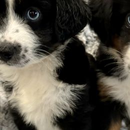 Miniature Australian Shepherds from B&B Mini Aussies