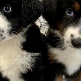 Miniature Australian Shepherds from B&B Mini Aussies