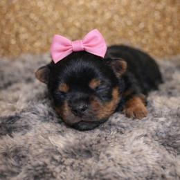 Xana (Pink) - Black and tan female Yorkshire Terrier puppy in North Chesterfield, Virginia from YorkieLover