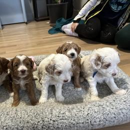 Goldendoodles from Griffitts Doodles