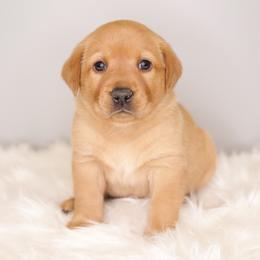 Labrador Retriever Puppies from AGL Retrievers
