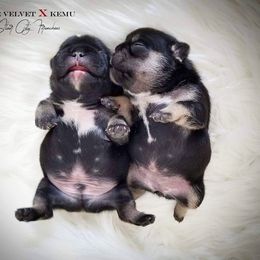 French Bulldog Puppies from Star City Frenchies