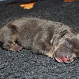 Brook - Blue tri-color female American Bully puppy in Orlinda, Tennessee from SimplyBullies