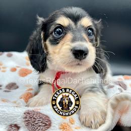 Joey 2500 - Piebald male Dachshund puppy in Houston, Texas from Texas Regal Dachshunds LLC