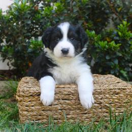 Charlotte - Black tri-color female Australian Shepherd puppy in Mocksville, North Carolina from Trailblazing Aussies