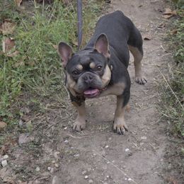 French Bulldog All Grown Up from BlackMoon Frenchies