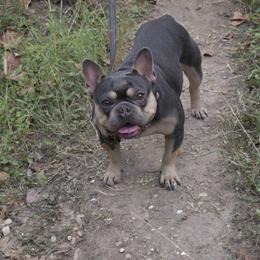 French Bulldog All Grown Up from BlackMoon Frenchies