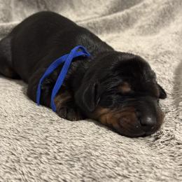 Boy 1 - Black and rust male Doberman Pinscher puppy in Lake City, Florida from Paintedcrazy Doberman Pinchers