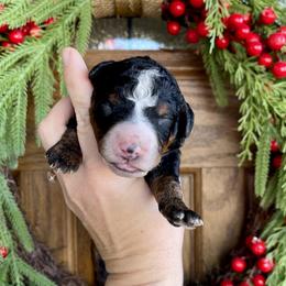 Boy 1 - male Bernedoodle puppy in Superior, Arizona from Mountain Bridge Doodles