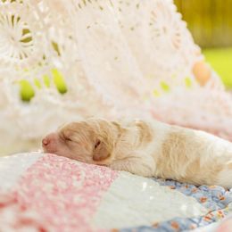 Poodle Puppies from Setting the Standard Poodles