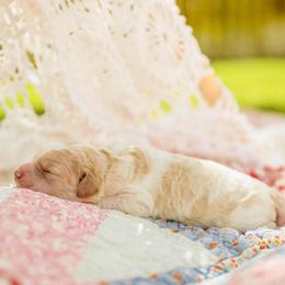 Poodle Puppies from Setting the Standard Poodles