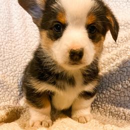 Pembroke Welsh Corgi Puppies from Shells’ Corgis