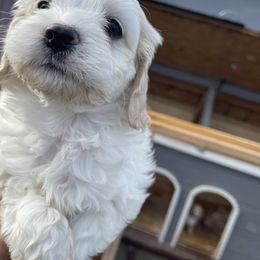 Cockapoo and Pomeranian Puppies from Luna Kennel