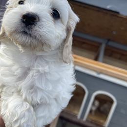 Cockapoo and Pomeranian Puppies from Luna Kennel