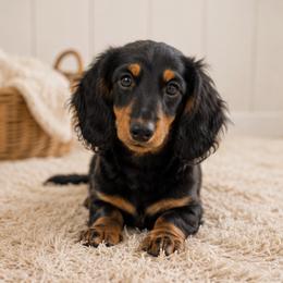 Madison - Black and tan female Dachshund puppy in Desloge, Missouri from Snows Doxies