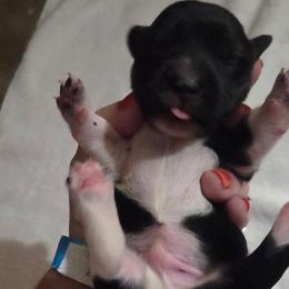 Boy 3 - Piebald male Dachshund puppy in Cowen, West Virginia from Bennett Babies