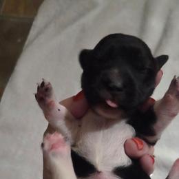 Boy 3 - Piebald male Dachshund puppy in Cowen, West Virginia from Bennett Babies