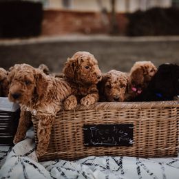 Aussiedoodle and Bernedoodle Puppies from High Desert Doodles