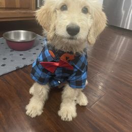Blue - Apricot male Goldendoodle puppy in Deville, Louisiana from Milley’s Poodles and Doodles