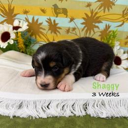 Shaggy - Black tri-color male Australian Shepherd puppy in El Dorado Springs, Missouri from OR Aussies