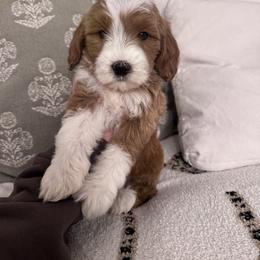Confetti (Yellow collar girl) - Red  female Goldendoodle puppy in Ruthorfordton, North Carolina from Duncan Doodles Goldendoodles
