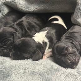 Tri colored - Black white and tan male Cocker Spaniel puppy in Hayward, California from Villa Coco
