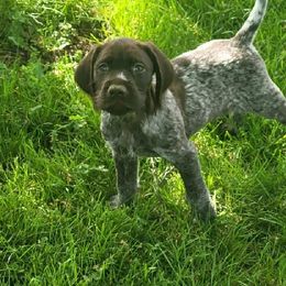 German Wirehaired Pointers from Solis Pointers