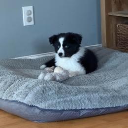 Girl 5 - Black tri female Miniature Australian Shepherd puppy in Saco, Maine from Wags Family Aussies
