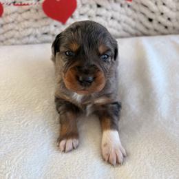 Oak - Blue merle male Australian Shepherd puppy in Zwingle, Iowa from Homestead Aussies & Doodles