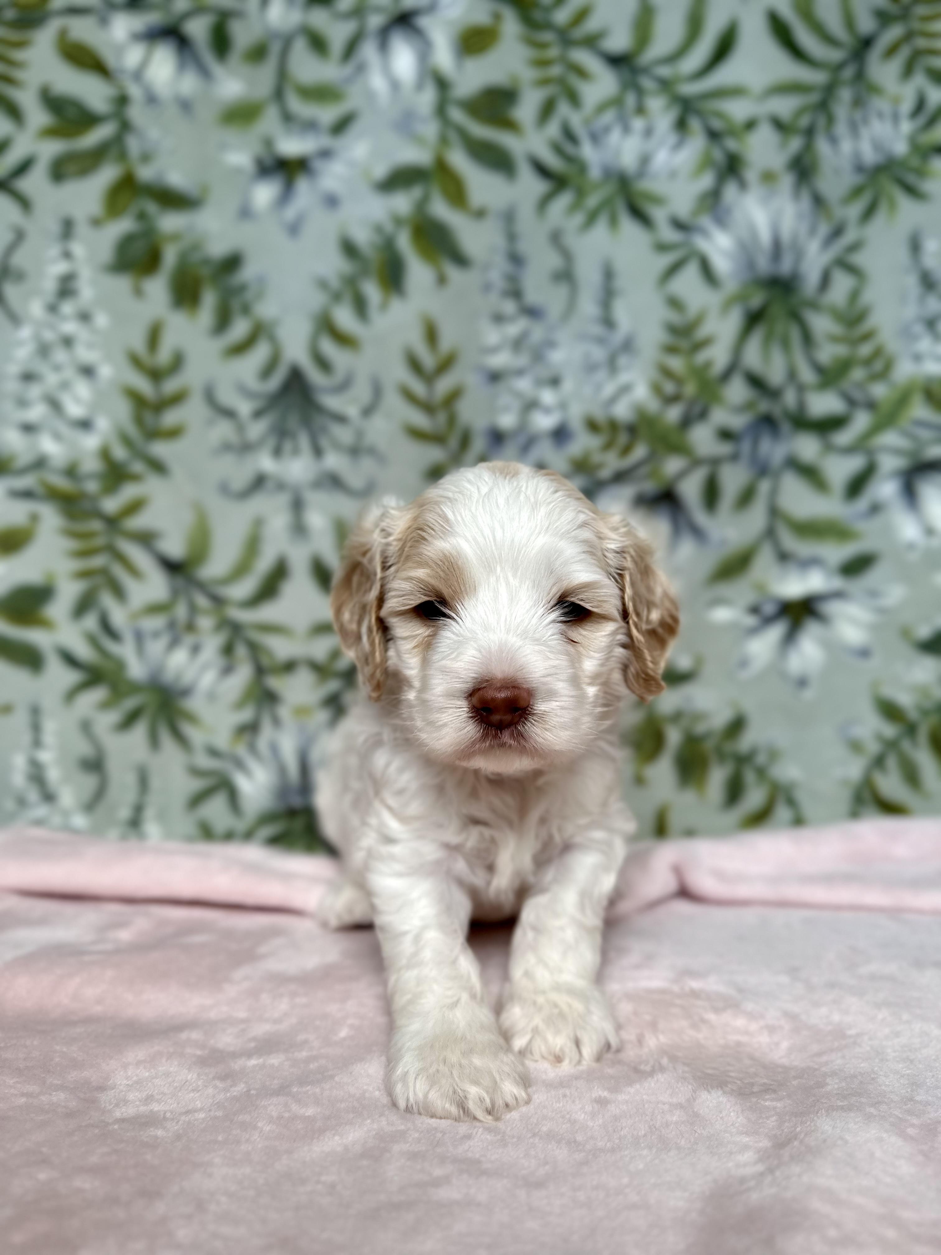 Rocky Road Puppies in Arkansas | Cavalier King Charles Spaniel, Cavapoo ...