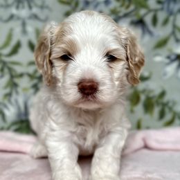 Cavapoos and Cockapoos from Rocky Road Puppies