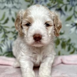 Cavapoos and Cockapoos from Rocky Road Puppies