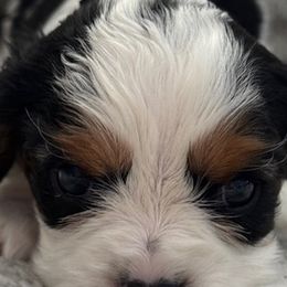 Cavalier King Charles Spaniels from Donavan Rogers