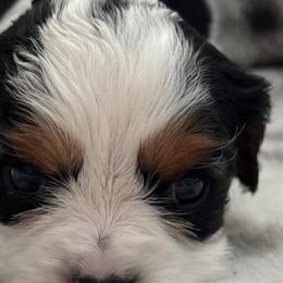 Cavalier King Charles Spaniels from Donavan Rogers