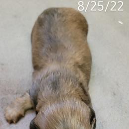 Dachshund Puppies from CLARK'S BREEDING PROGRAM
