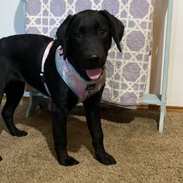 Yellow Collar - Black Labrador Retriever puppy in Mansfield, Missouri from Labradors of Moxley Meadow
