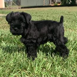 Miniature Schnauzer Puppies from Du Lac Miniature Schnauzers