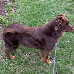 Raina - Australian Shepherd