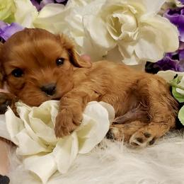 Cavalier King Charles Spaniel Puppies from Sunset Valley Cavaliers