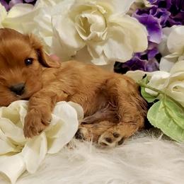 Cavalier King Charles Spaniel Puppies from Sunset Valley Cavaliers