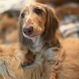 Kevin - Dapple male Dachshund puppy in Ethel, Washington from Mickey's Miracle Doxies