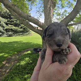 Finnick - Blue merle male Aussiedoodle puppy in Blackfoot, Idaho from Draper Mountain Doodles