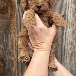 Blue Collar Boy - Red  male Goldendoodle puppy in San Augustine, Texas from Vintage Doodles