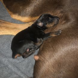Doberman Pinscher Puppies from Vom Baecher Doberman