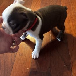 Choc Female red - Red female Boston Terrier puppy in Mc Donough, Georgia from Ballard Boston Terriers