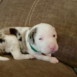 Blue - Blue merle male Catahoula Leopard Dog puppy in Peyton, Colorado from Gunslinger Catahoulas