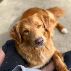 Australian Shepherds and Nova Scotia Duck Tolling Retrievers from Bearfoot Aussies and Tollers