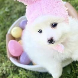 American Eskimo Dogs from Ariabella’s Eskies