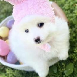 American Eskimo Dogs from Ariabella’s Eskies