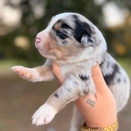 Echo AKC - Blue merle male Australian Shepherd puppy in Polk City, Florida from Skaky Shepherds